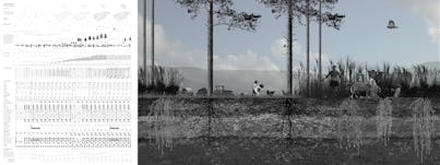 4 loblolly switchgrass