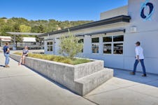 Oliveelem 095