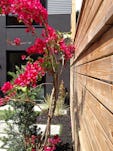 Builtform construction steelhouse1 2 flowers backyard