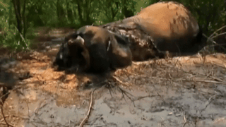 E03e20e0 54b0 4d50 96c8 1e0412473d5f%2fbryanmaddock gabon poaching
